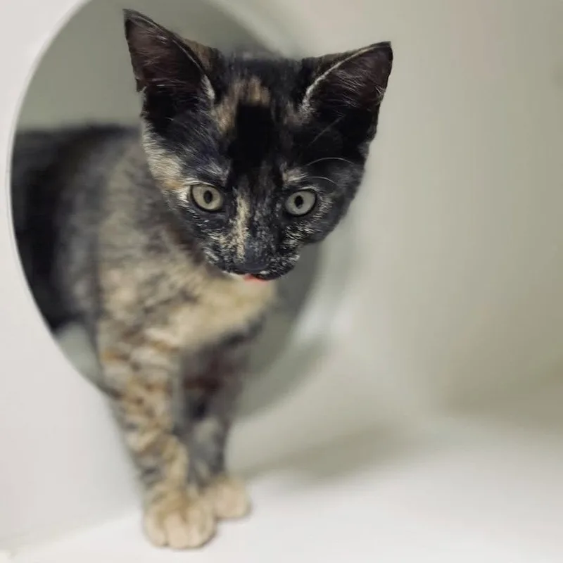 Lena