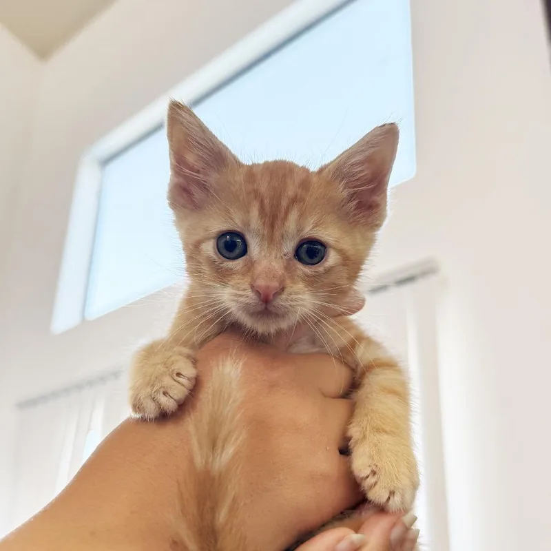 A baby small-sized male Orange / Red Domestic Short Hair cat named Bean for adoption in Los Angeles, CA