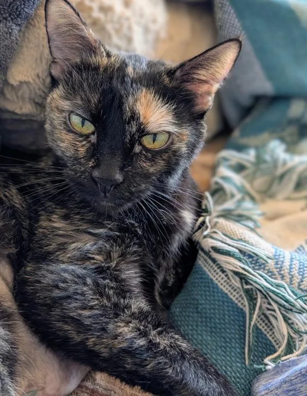 A senior small-sized female Domestic Short Hair cat named Zoey for adoption in Escondido, CA