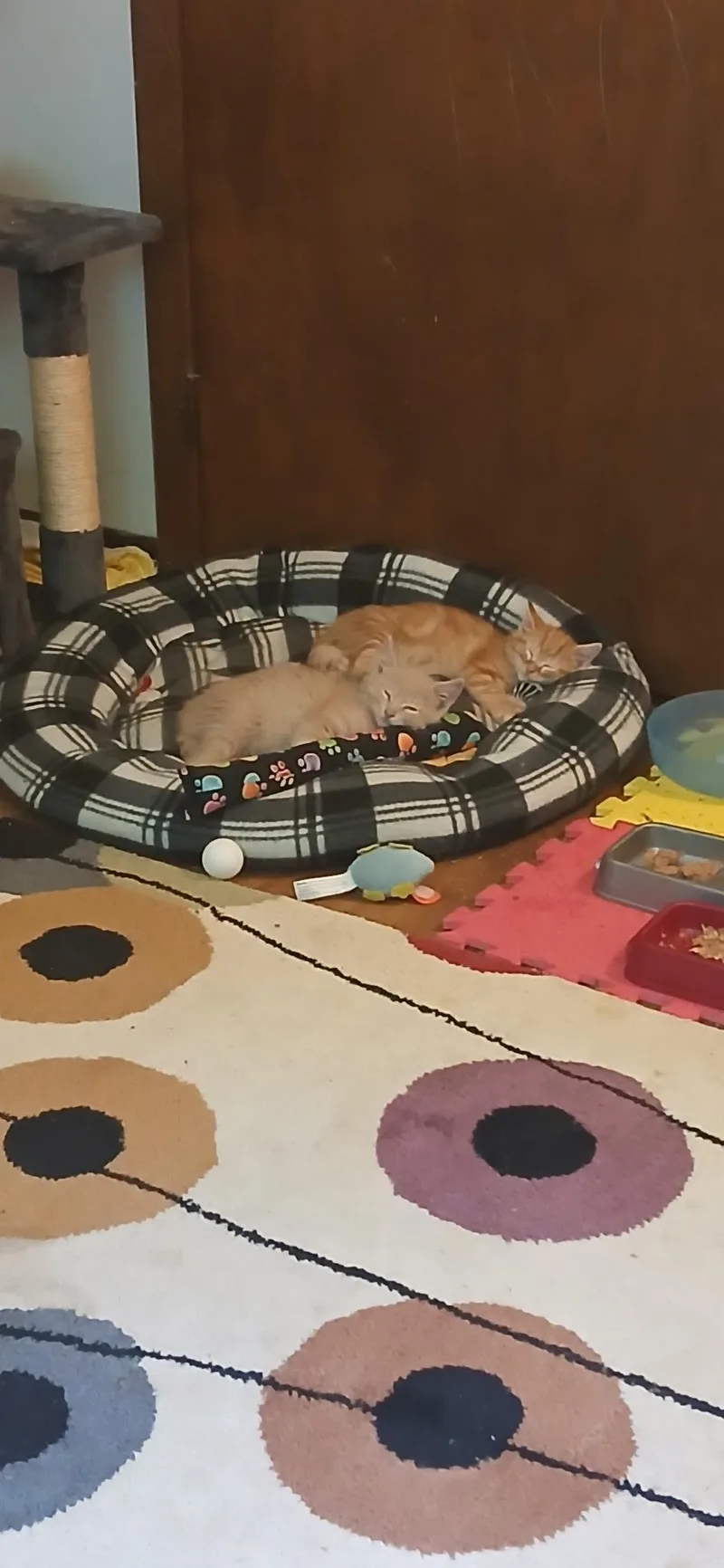 A young medium-sized male Buff / Tan / Fawn Domestic Short Hair cat named Stitch for adoption in Lemont, IL