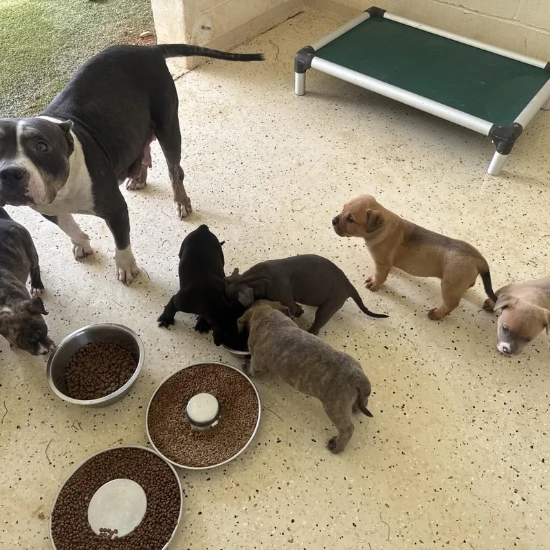 A baby small-sized female Yellow / Tan / Blond / Fawn Staffordshire Bull Terrier dog named Torbin for adoption in LOXAHATCHEE, FL