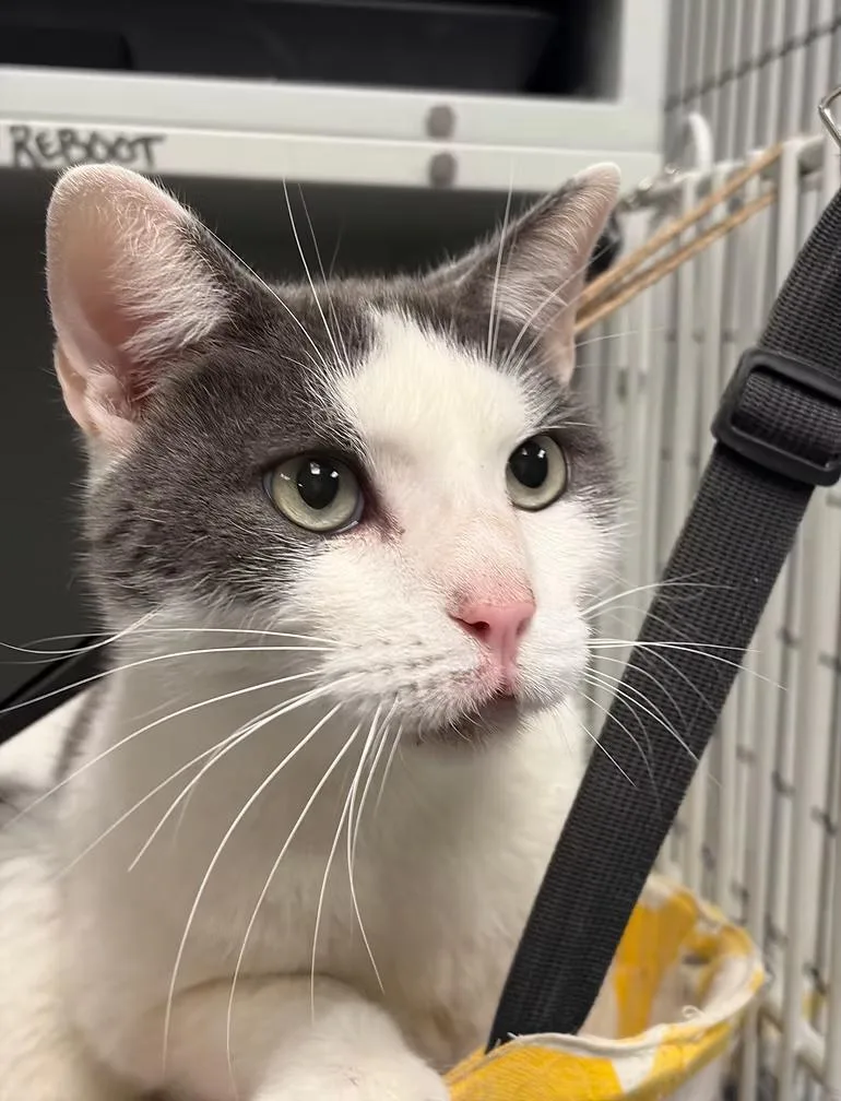 An adult medium-sized male Gray & White Domestic Short Hair cat named Reboot for adoption in Winston Salem , NC