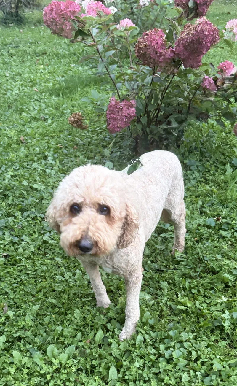 An adult medium-sized female Goldendoodle dog named Paris MIA for adoption in Albert Lea, MN