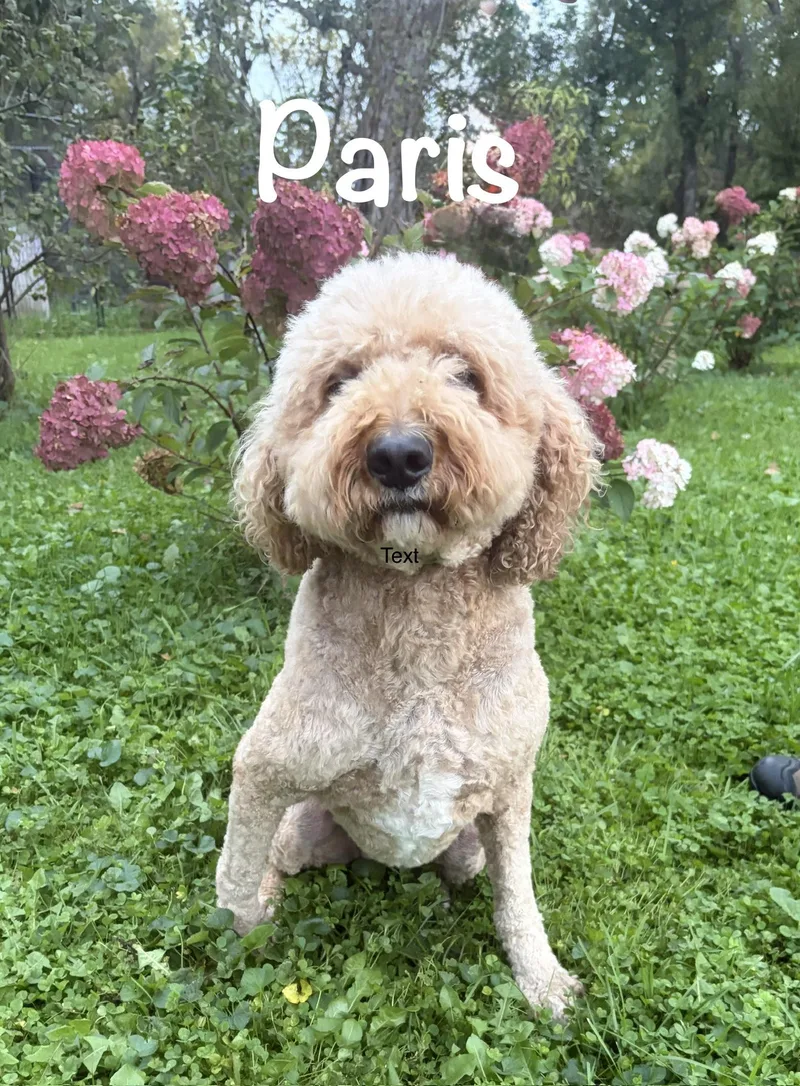 Paris  MIA thumbnail 2