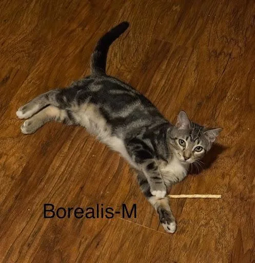 A baby medium-sized male Domestic Short Hair cat named Borealis for adoption in Lunenburg, MA