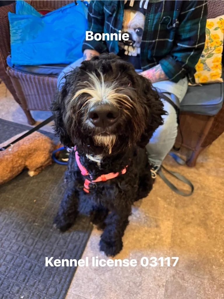 A young large-sized female Miniature Poodle dog named Bonnie for adoption in Pottsville, PA
