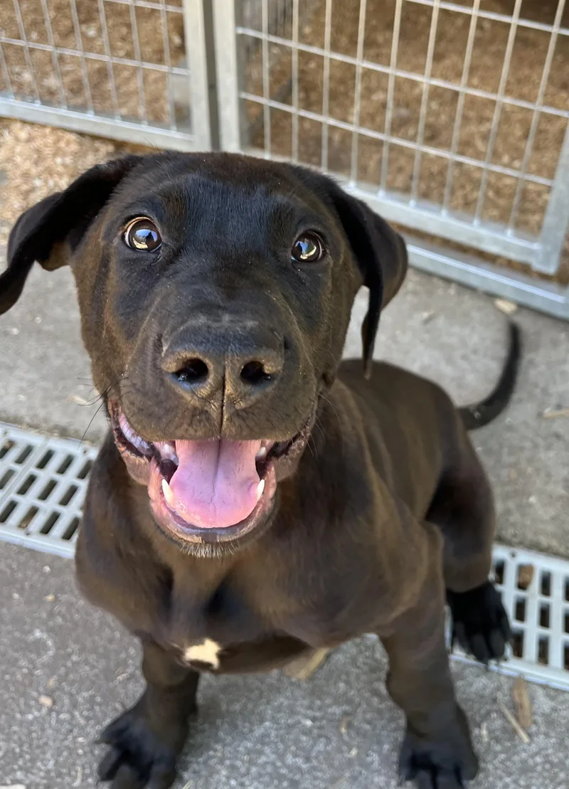 A baby large-sized male Black Labrador Retriever dog named Rocky for adoption in Snoqualmie, WA