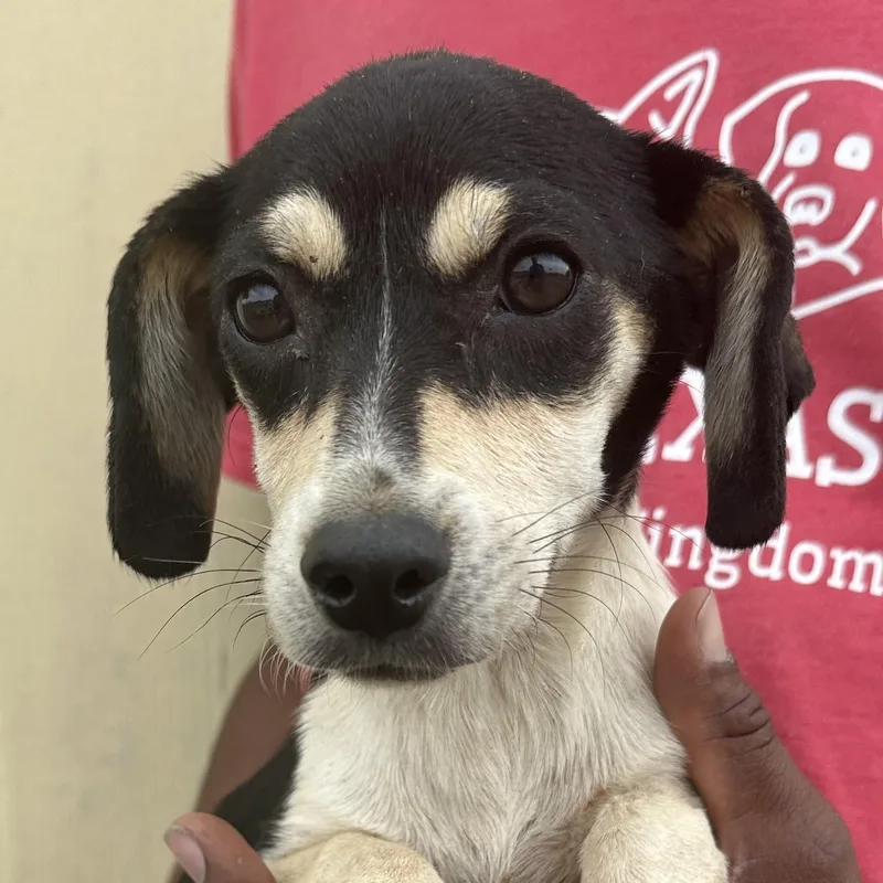 A baby small-sized female Black Rat Terrier dog named Meghan  Local April for adoption in Brookshire, TX
