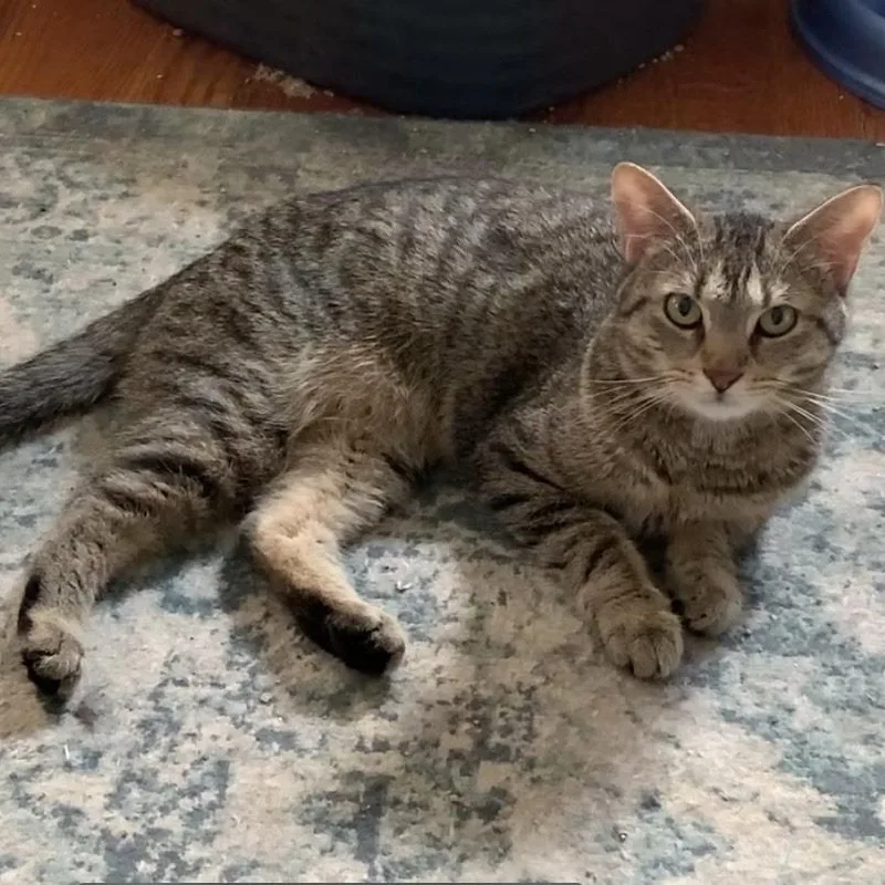 A young medium-sized male Brown / Chocolate Domestic Short Hair cat named Chuckie Whiskerbean for adoption in Eaton Rapids, MI