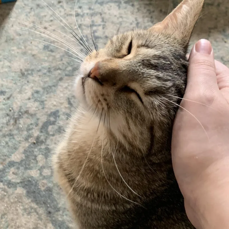 Chuckie Whiskerbean thumbnail 2