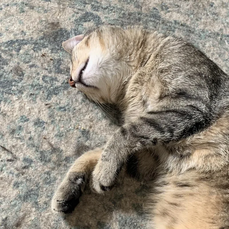 Chuckie Whiskerbean thumbnail 3