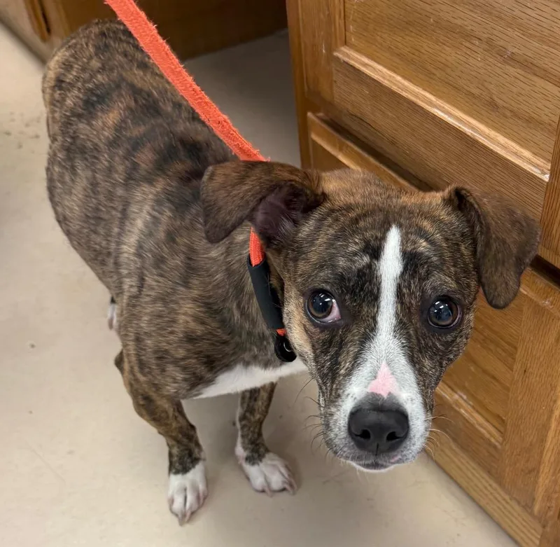 A young small-sized female Terrier dog named Rosie for adoption in Belton, TX