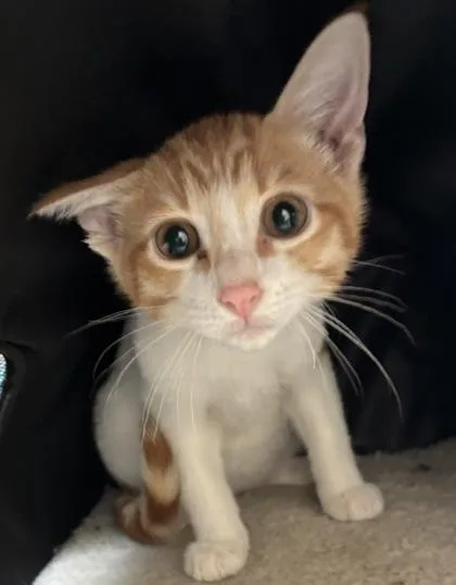 A young small-sized male Orange & White Domestic Short Hair cat named Billie for adoption in Harlingen, TX