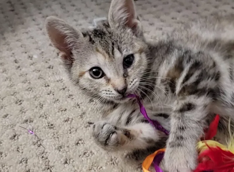 A baby small-sized female Domestic Short Hair cat named Hyacinth for adoption in Locust Grove, GA