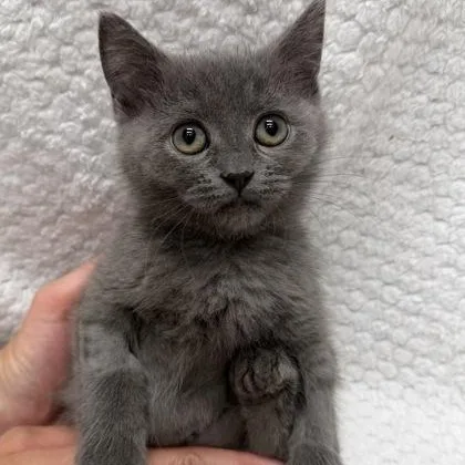 A baby medium-sized female Gray / Blue / Silver Domestic Short Hair cat named Lauren for adoption in Tinley Park, IL