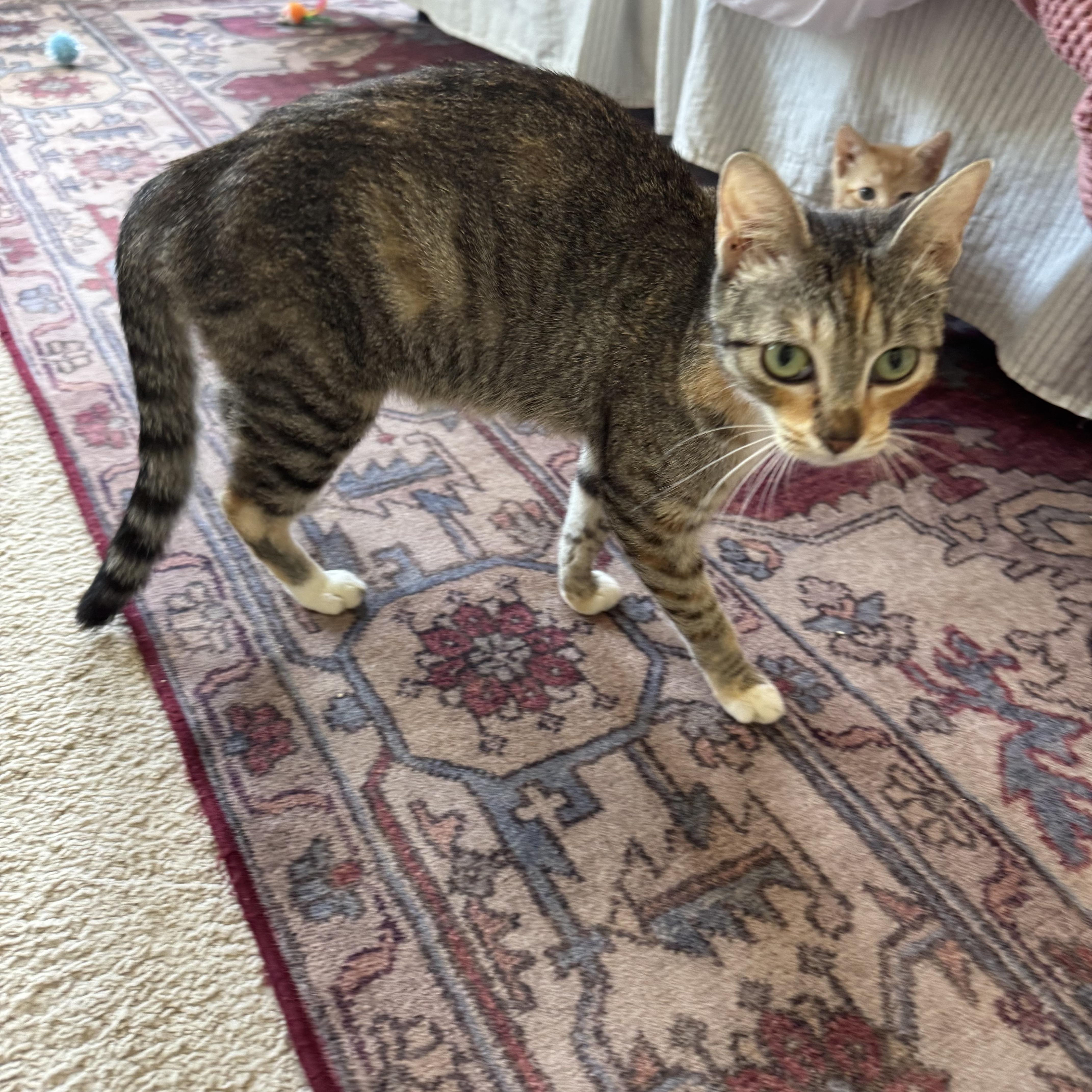 A young medium-sized female Calico cat named Jenny for adoption in Charlotte, NC