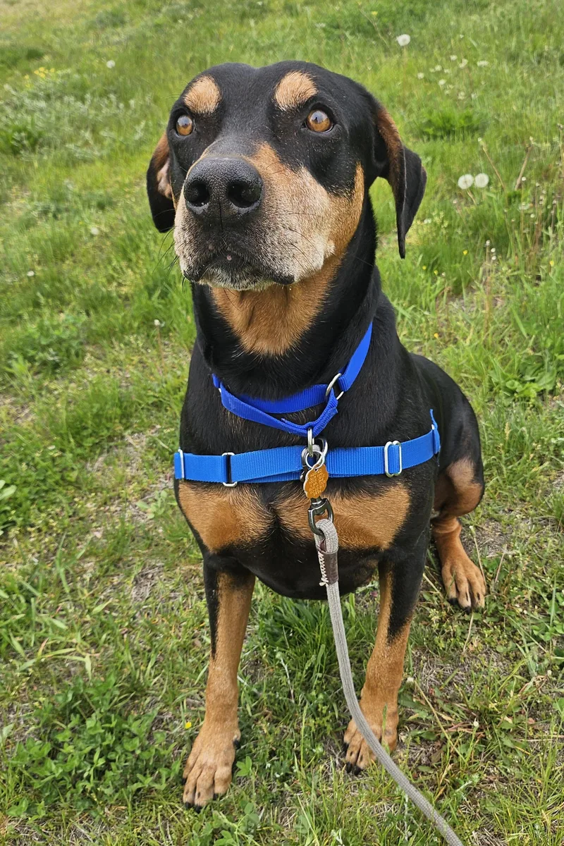 An adult large-sized male Black Doberman Pinscher dog named Clyde for adoption in Salem, NH