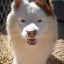 An adult medium-sized female Pomsky dog named Rainey for adoption in Casa Grande, AZ