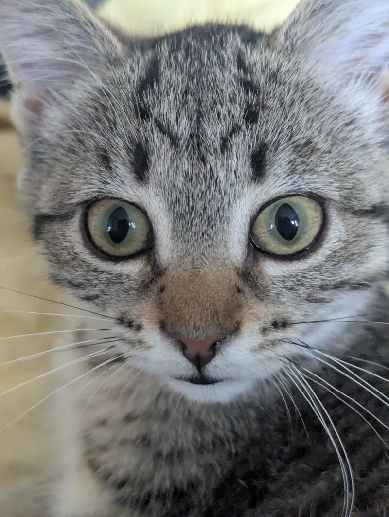 A baby medium-sized female Tabby (Brown / Chocolate) Domestic Short Hair cat named Sweetie for adoption in Sterling Heights, MI