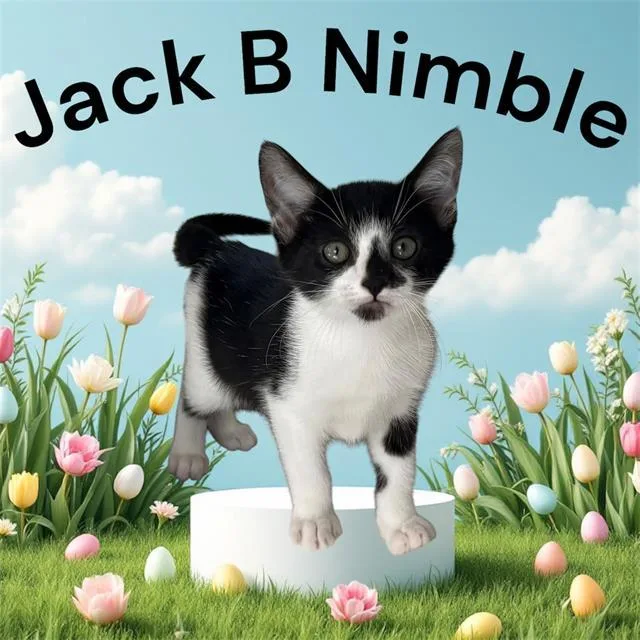 A baby small-sized male Domestic Short Hair cat named Jack B. Nimble for adoption in Visalia, CA