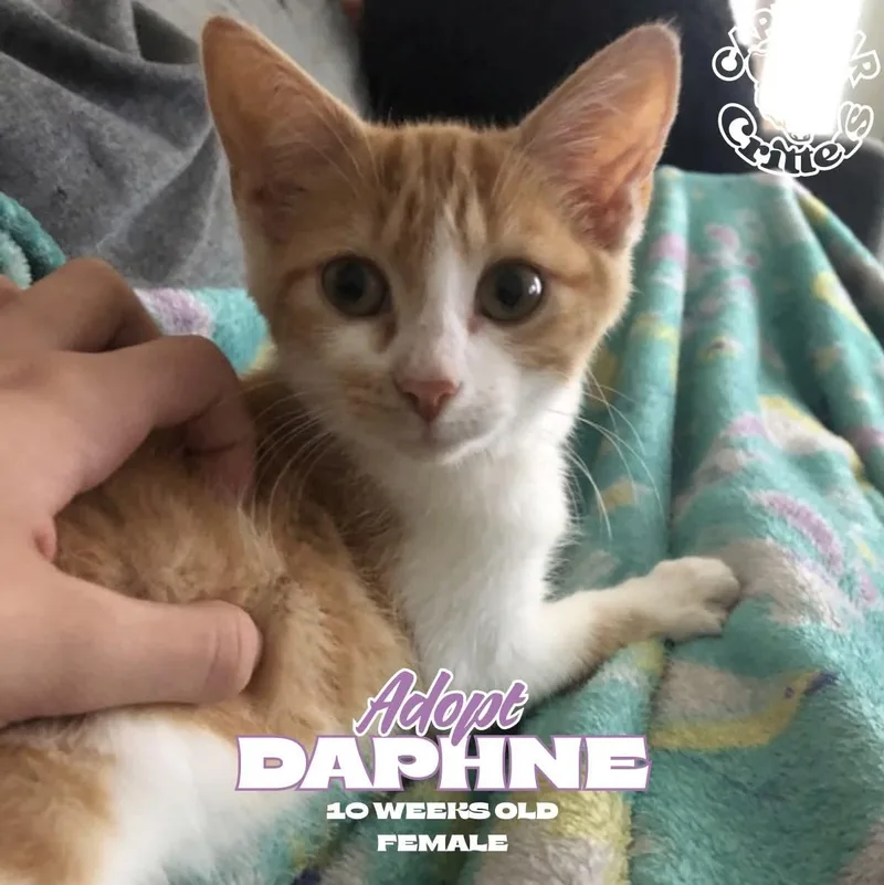 A baby small-sized female Orange & White Domestic Short Hair cat named Daphne for adoption in Wilmington, NC