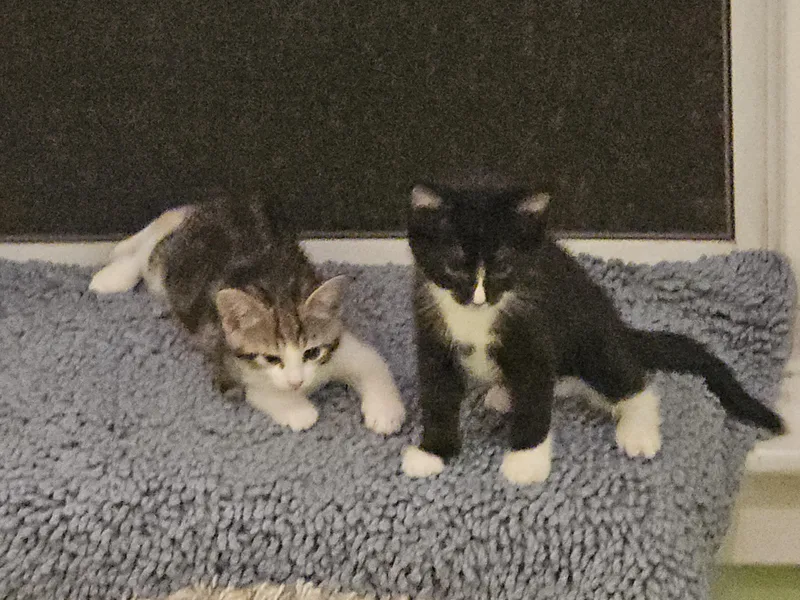 A baby medium-sized male Black & White / Tuxedo Domestic Short Hair cat named Venus for adoption in Kenhorst, PA