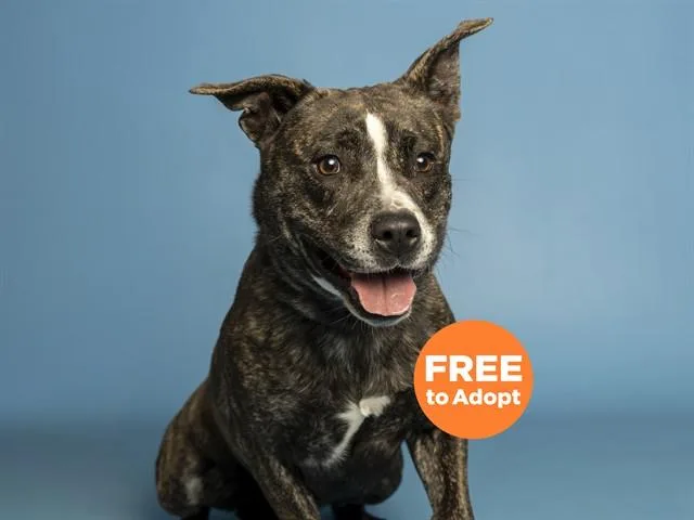 An adult large-sized female Pit Bull Terrier dog named Marble for adoption in Phoenix, AZ