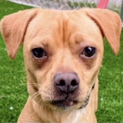 An adult small-sized male Chihuahua dog named Polo for adoption in Fairfax, VA