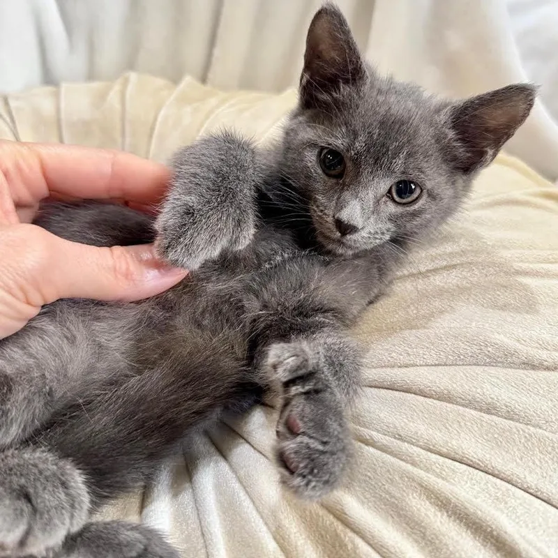A baby small-sized female Russian Blue cat named Jolene for adoption in Miami, FL