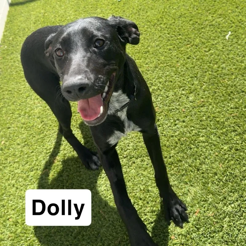 A young medium-sized female Black Labrador Retriever dog named Dolly for adoption in LOXAHATCHEE, FL