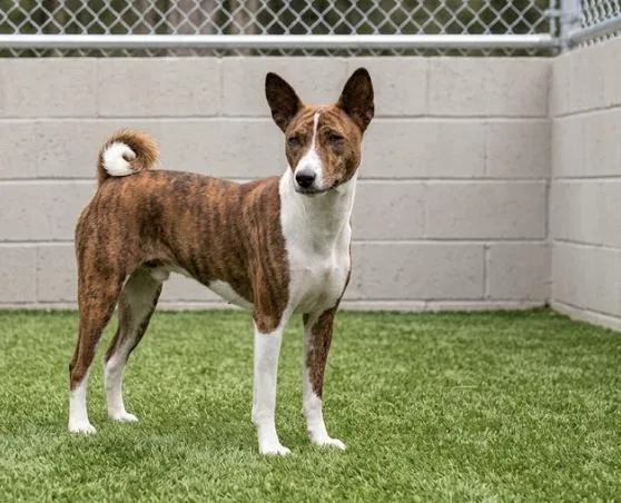 A young small-sized female Brown / Chocolate Basenji dog named Petunia for adoption