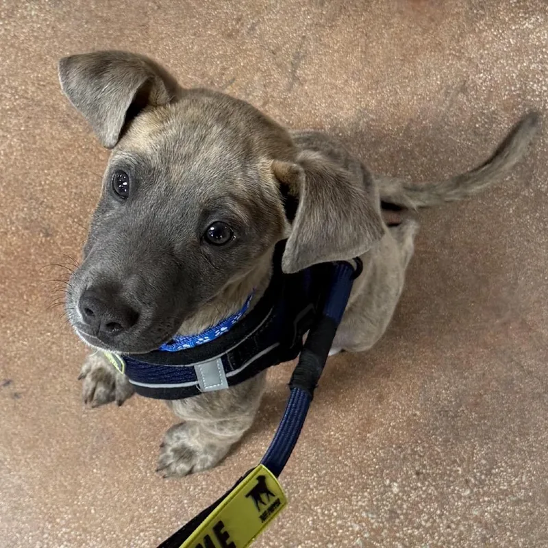 A baby medium-sized male Brindle Terrier dog named Nixon for adoption in Escondido, CA