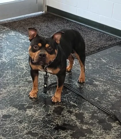 An adult large-sized male Mixed Breed dog named Meatball for adoption in Cincinnati, OH