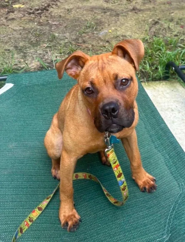 A baby medium-sized female Boxer dog named Penelope for adoption in New Bern, NC