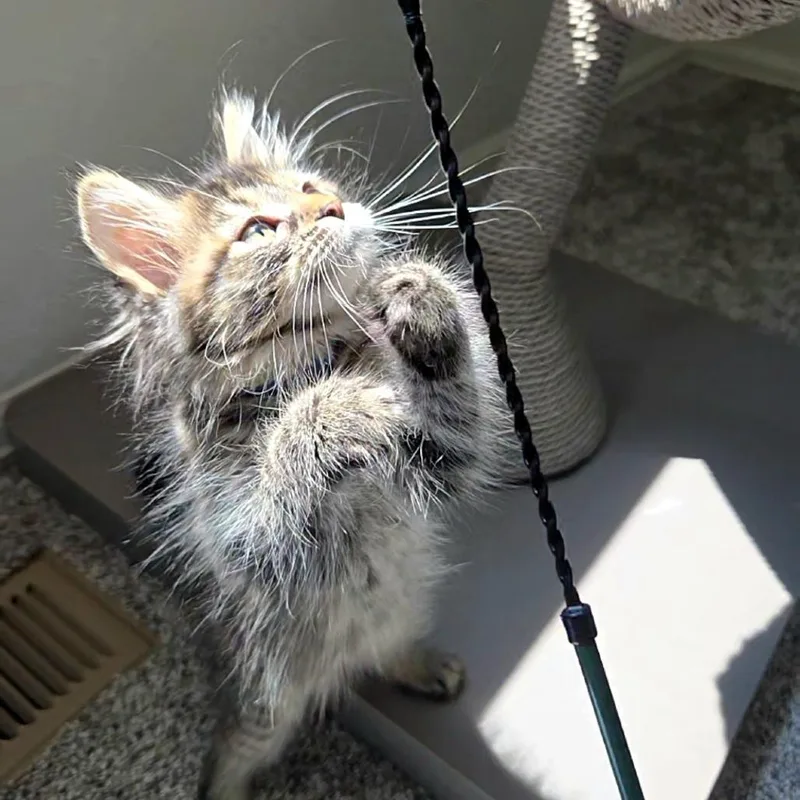 A baby small-sized female Torbie Domestic Long Hair cat named Dolly for adoption in Commerce City, CO
