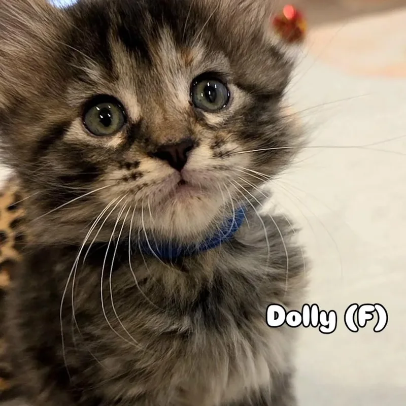 Dolly thumbnail 4