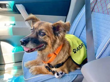A senior medium-sized male Mixed Breed dog named Marlowe for adoption in Pleasanton, CA