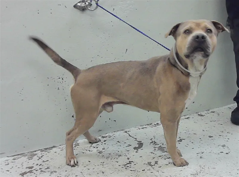 An adult medium-sized male Staffordshire Bull Terrier dog named Bash for adoption in Houston, TX
