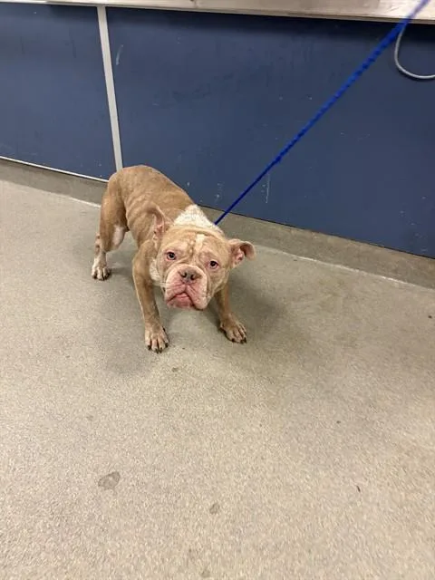 A young medium-sized male American Bulldog dog named Tank for adoption in Miami, FL
