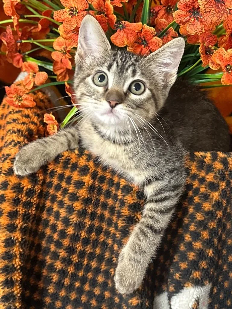 A baby small-sized female Domestic Short Hair cat named Vista for adoption in Stillwater, OK