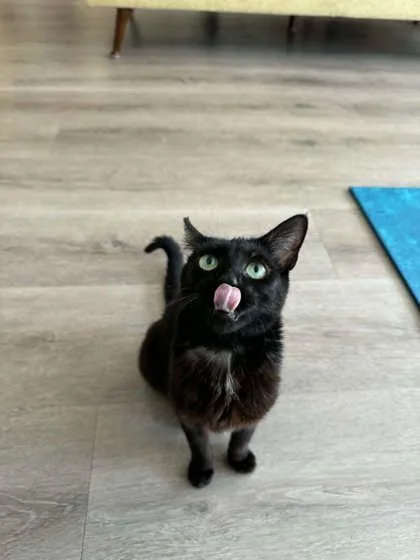 A young medium-sized female Domestic Short Hair cat named Mary for adoption in Pleasanton, CA