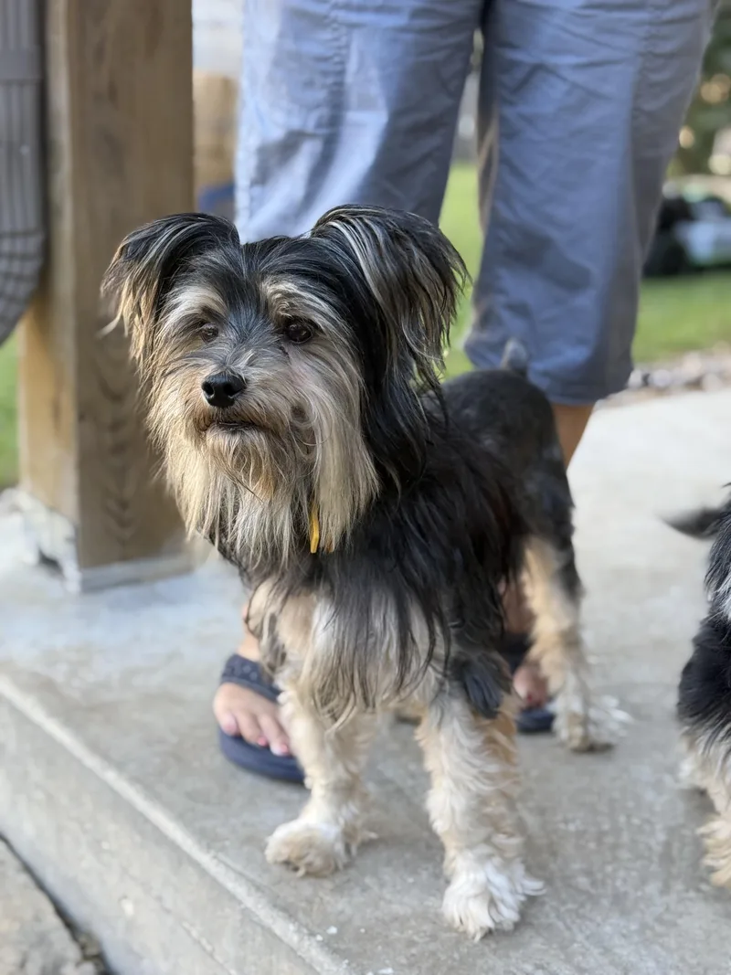 A young small-sized male Yorkshire Terrier dog named Smalls for adoption in Austin, TX
