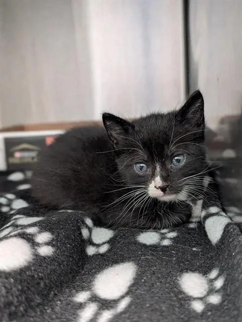 A baby small-sized female Domestic Medium Hair cat named Morrisa for adoption in Dallas, TX