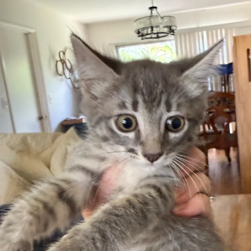 A baby small-sized female Gray / Blue / Silver Domestic Short Hair cat named Whitney for adoption in Tustin, CA