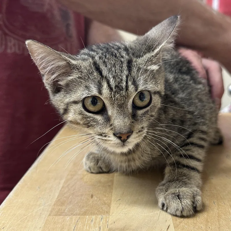 A baby medium-sized male Domestic Short Hair cat named Allwood Coming In for adoption in Clifton, NJ
