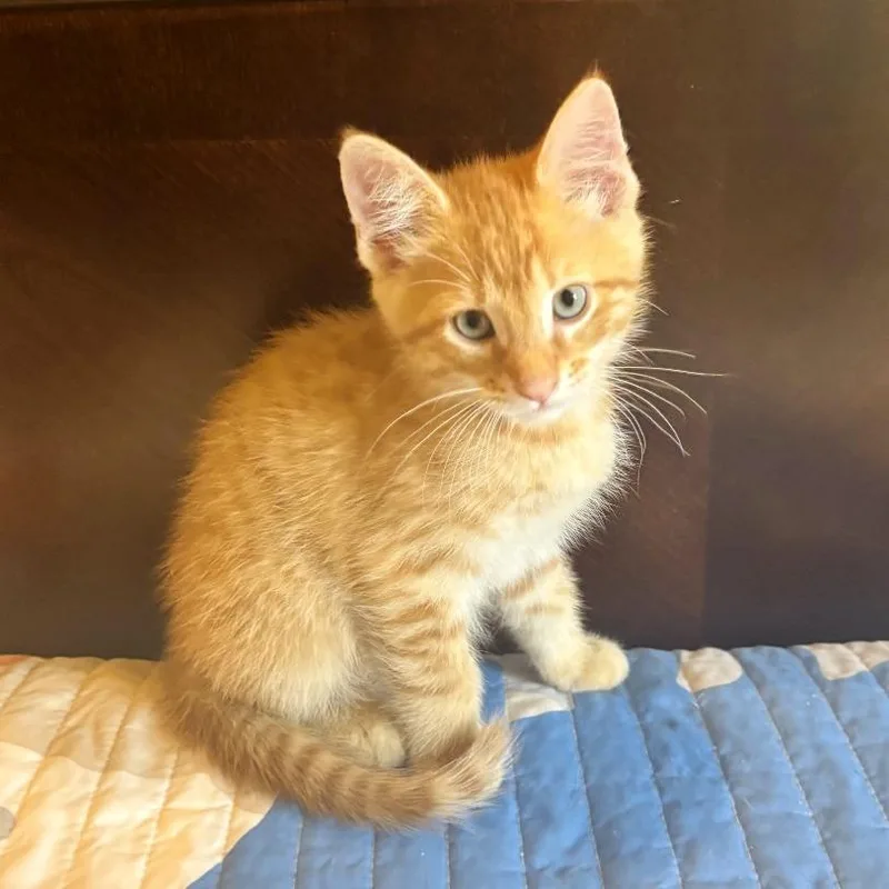 A baby small-sized male Orange / Red Domestic Short Hair cat named Jagger for adoption in Brownsboro, AL