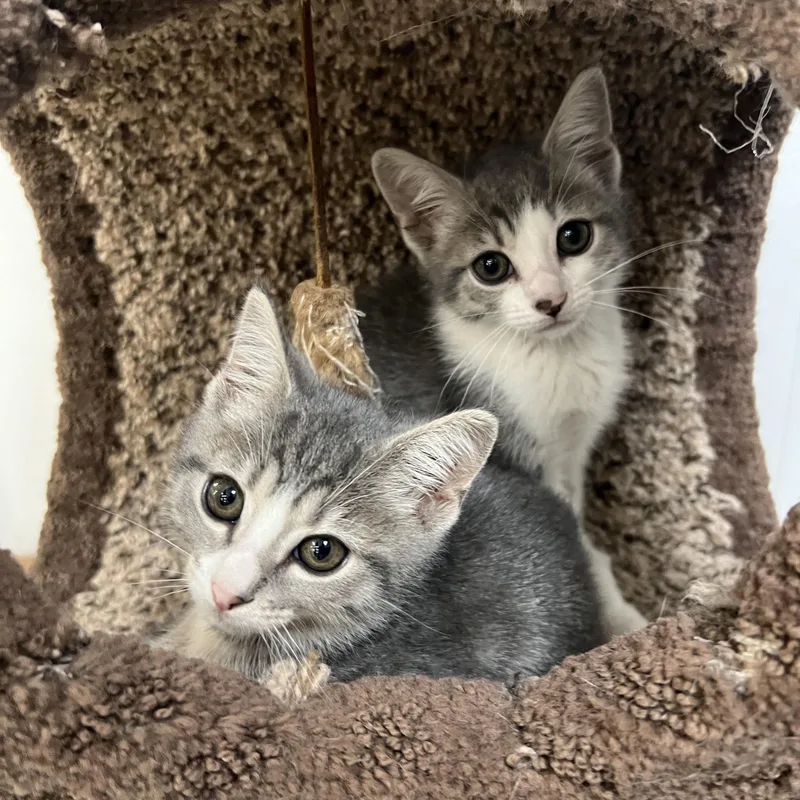 A baby medium-sized female Domestic Short Hair cat named Gia for adoption in Palmetto, FL