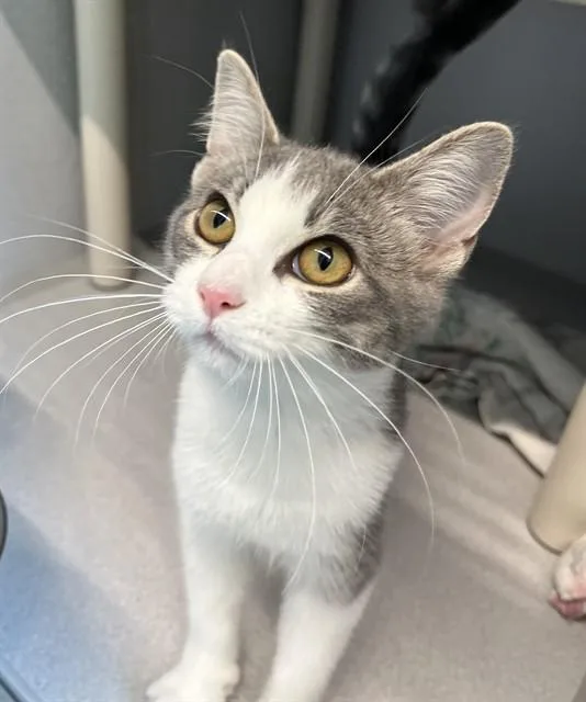 A baby small-sized female Domestic Short Hair cat named Pearl for adoption in Bloomington, IL