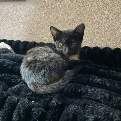 A baby medium-sized female Tortoiseshell Domestic Short Hair cat named Harmony for adoption in Albertville, MN