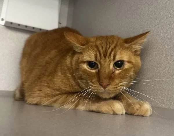 A senior large-sized male Domestic Short Hair cat named Scooter for adoption in Stratham, NH